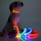 LED Dog Collar Keeps Pets Visible Safe During Night Walks