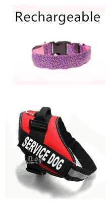 LED Dog Collar Keeps Pets Visible Safe During Night Walks