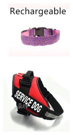 LED Dog Collar Keeps Pets Visible Safe During Night Walks