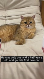 Smart Chasing Cat Car Toy for Endless Playtime