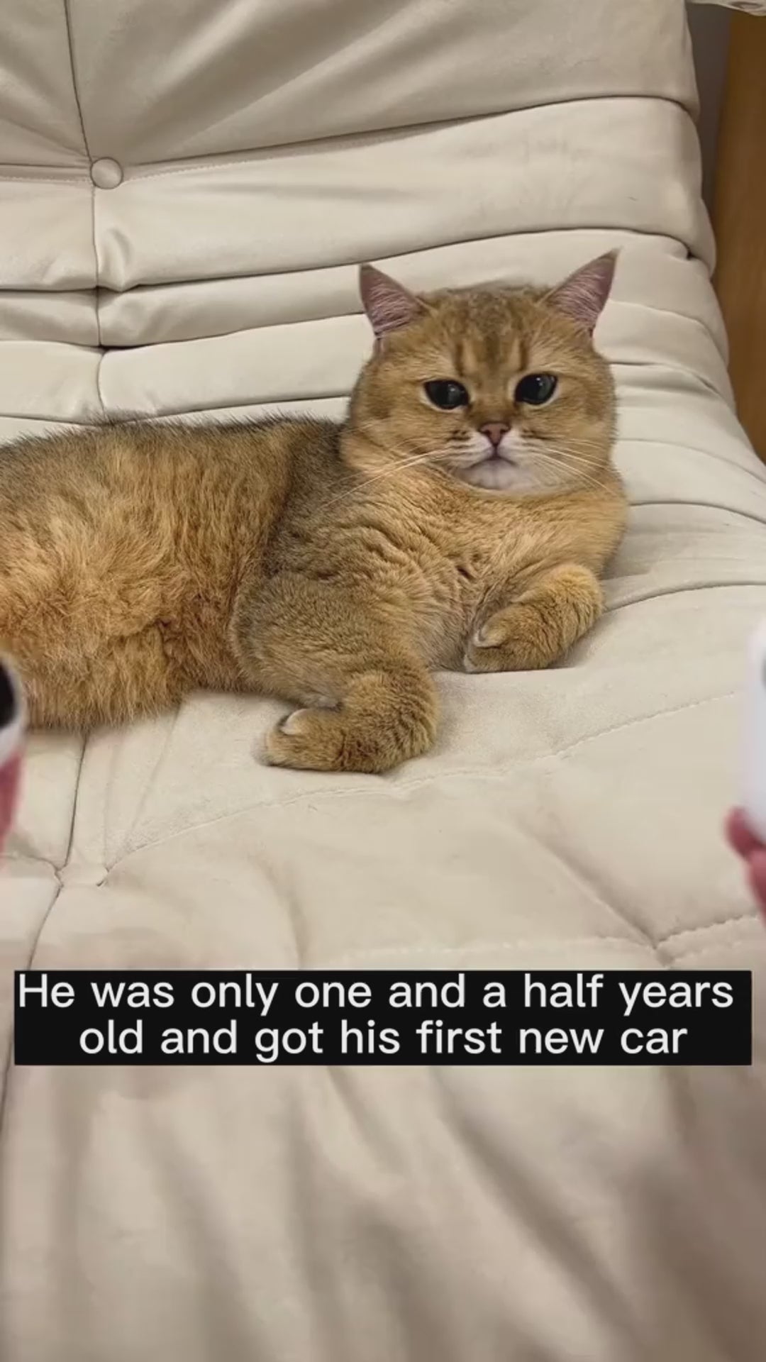 Smart Chasing Cat Car Toy for Endless Playtime